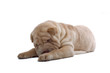 Shar Pei puppy