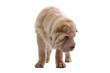 Shar Pei puppy