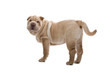 Shar Pei puppy