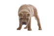 Shar Pei puppy