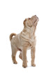 Shar Pei puppy