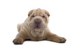 Shar Pei puppy