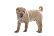 Shar Pei puppy