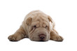 Shar Pei puppy