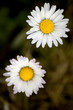 Two daisy flowers