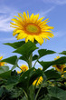 Tournesol format portrait Tournesol format portrait