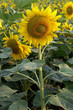 Tournesol format portrait