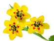 Tulpenblüten