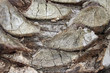 Palm Tree Bark Texture