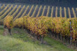 Vignoble, Saumur, Maine et Loire