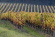 Vignoble, Saumur, Maine et Loire