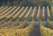 Vignoble, Saumur, Maine et Loire Vignoble, Saumur, Maine et Loire