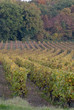 Vignoble, Saumur, Maine et Loire