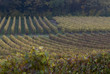 Vignoble, Saumur, Maine et Loire