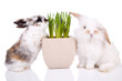 Cute little easter bunnies on white background Cute little easter bunnies on white background