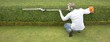 hedge trimming