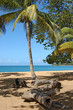 cocotier sur la plage