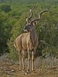 One og the largest Kudus ever recorded in South Africa One og the largest Kudus ever recorded in South Africa