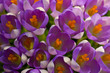 Lavender corocusses