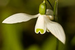 Snowdrop closeup