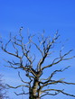 Magpie on Winter Tree