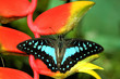 butterfly resting on plant
