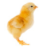 One small chicken a over white background One small chicken a over white background