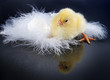 Little yellow easter chick looking at its own reflection
