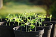 Sweatpea Seedlings