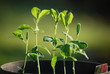 Sweatpea Seedlings