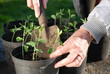 Sweatpea Seedlings