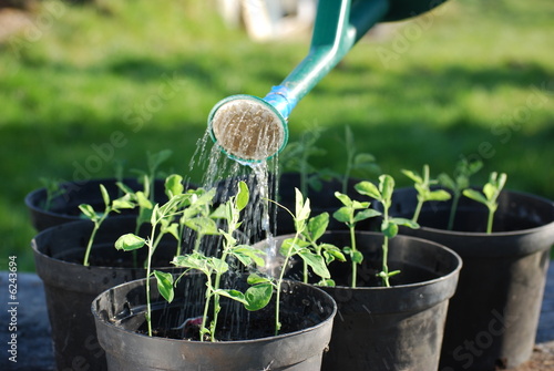 Photo: Watering Sweatpea Seedlings Watering Sweatpea Seedlings