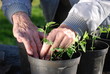 Sweatpea Seedlings