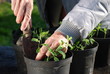 Sweatpea Seedlings