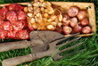 Onion and Shallot Sets Onion and Shallot Sets