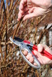 Pruning