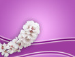 mandorlo in fiore 03