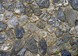Fragment of old worn sea shell rocks stucco background Fragment of old worn sea shell rocks stucco background