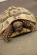 Süße Schildkröte