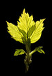 The close-up of young leaves in the spring..