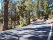 Curve among trees