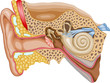 Ear Cross-section