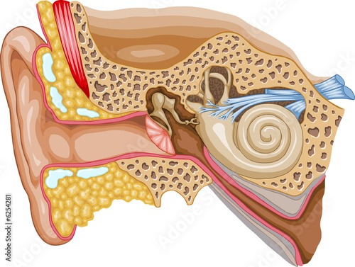 Illustration: Ear Cross-section Ear Cross-section