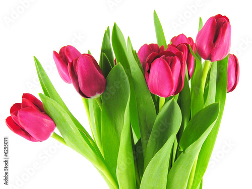 Photo: Bouquet de tulipes Bouquet de tulipes