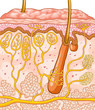 Skin Cross-section Skin Cross-section