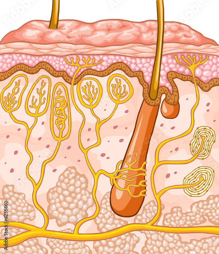 Illustration: Skin Cross-section Skin Cross-section