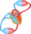 Blood Circulation System