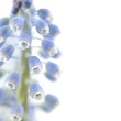 hyacinth