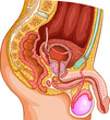 Male Reproduction System