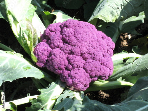 Foto: Organic cauliflower Organic cauliflower